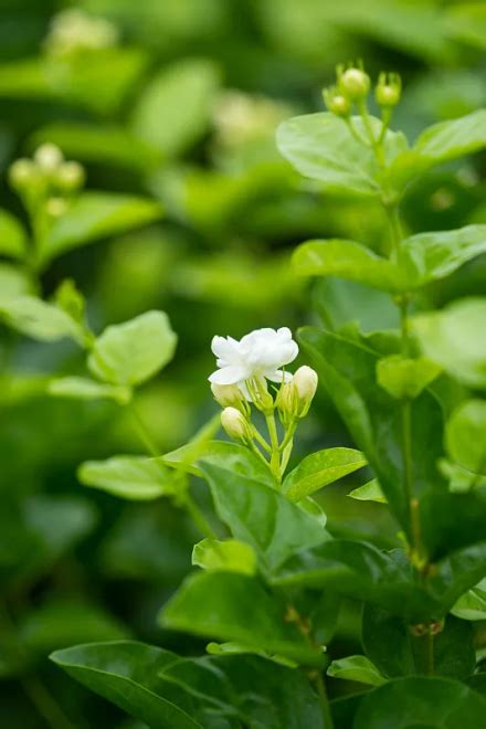 茉莉|茉莉花（木樨科素馨属植物）